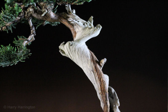 juniper bonsai detail